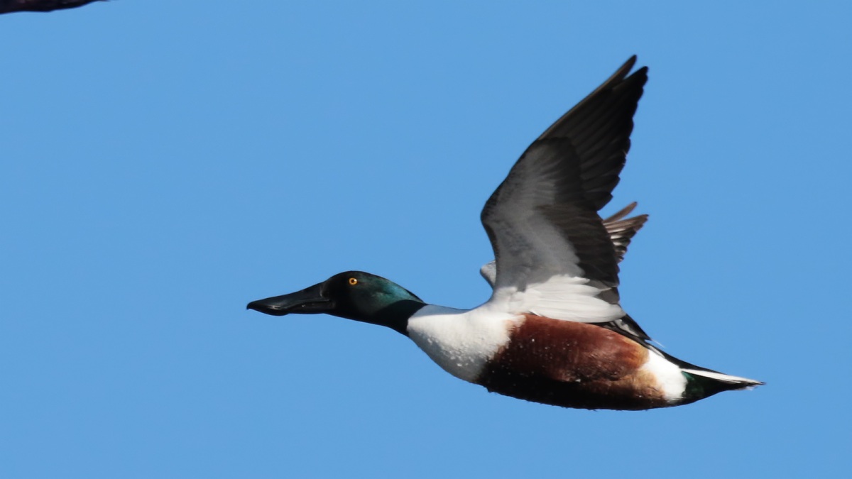 Northern Shoveler
