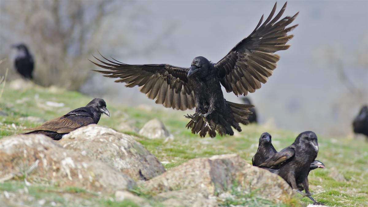 Northern Raven