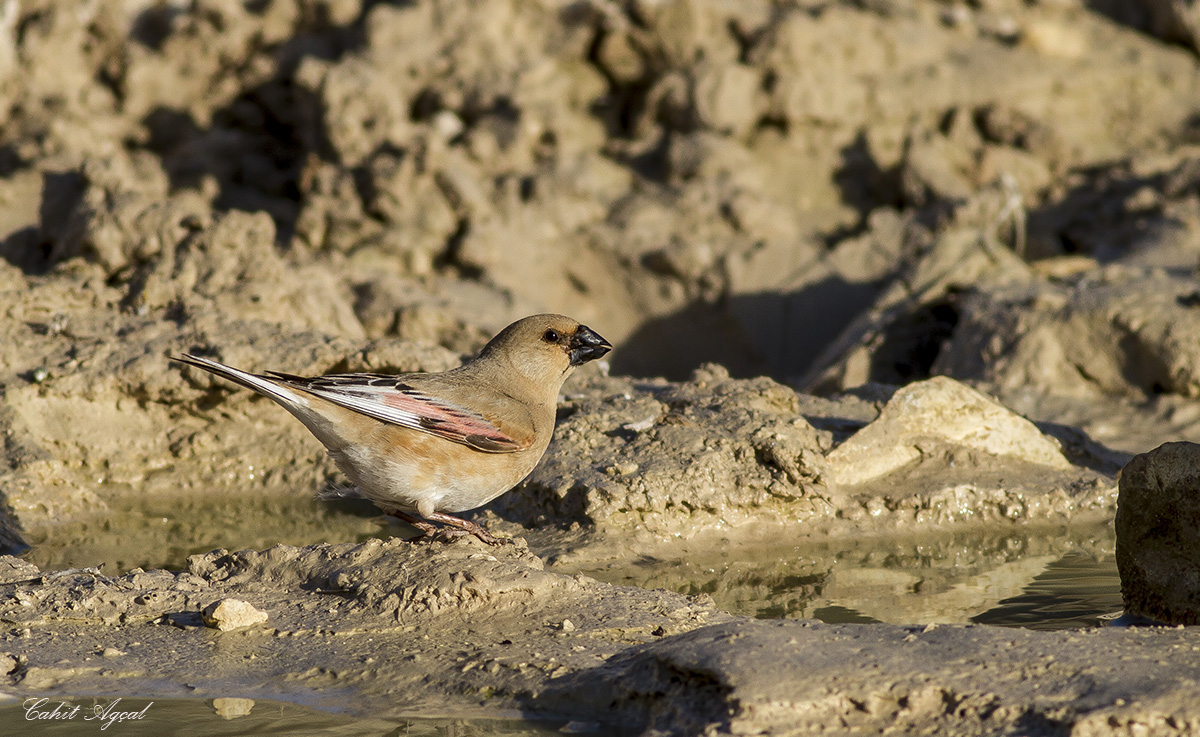 Desert Finch