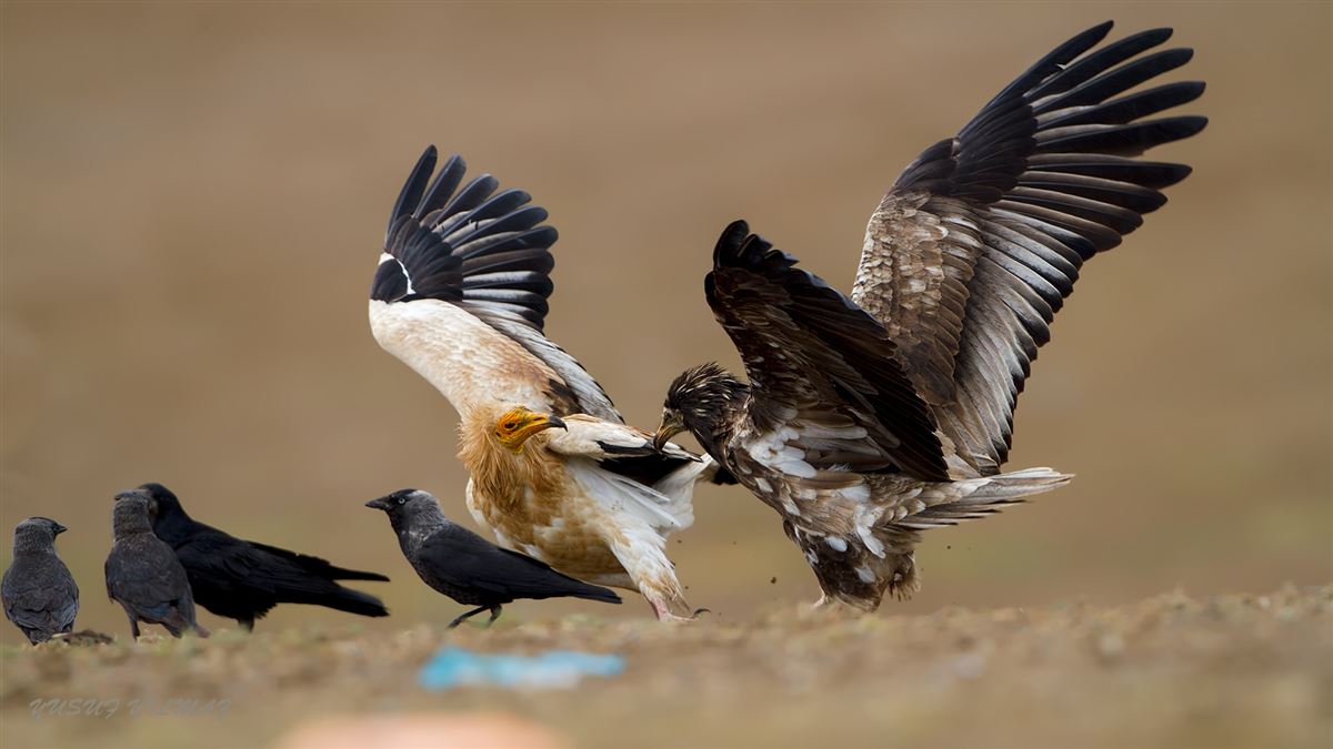 Egyptian Vulture
