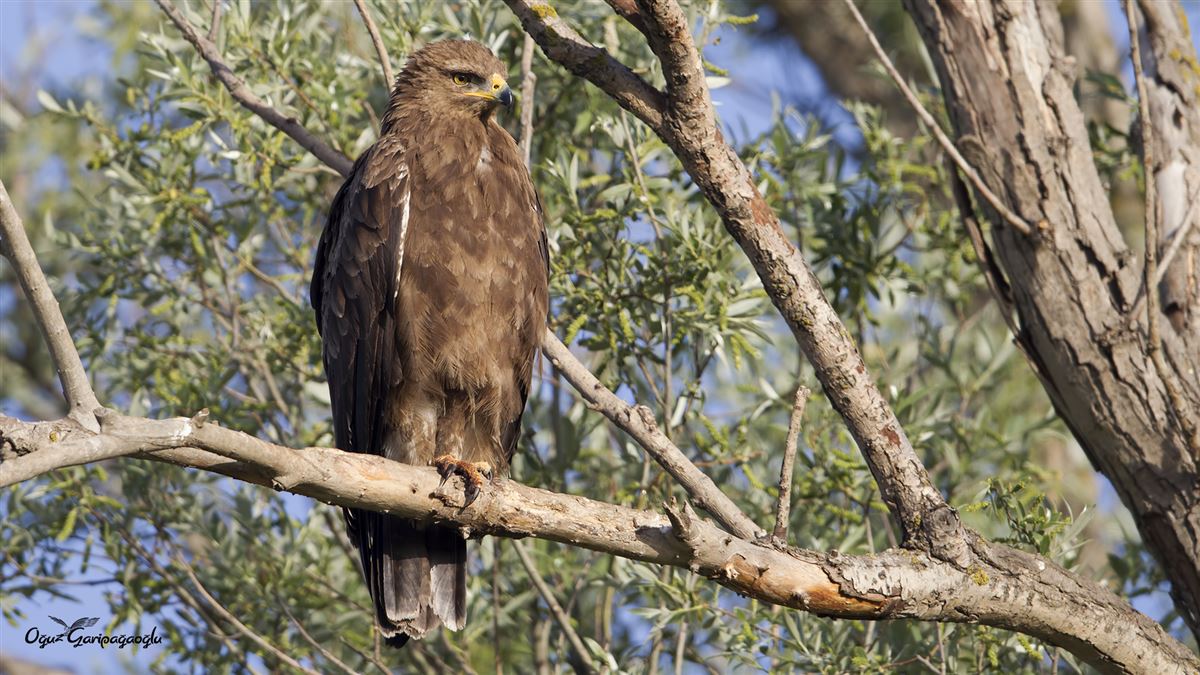 Lesser Spotted Eagle