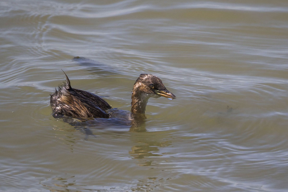 Little Grebe