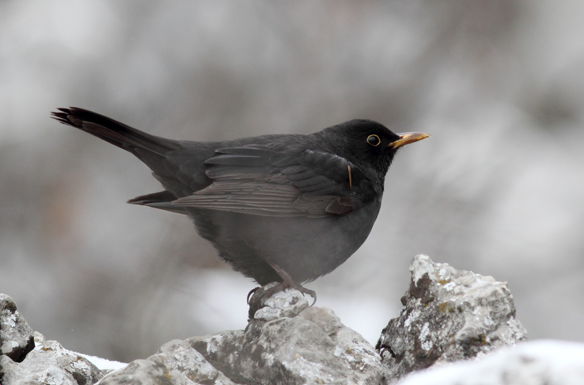 Common Blackbird