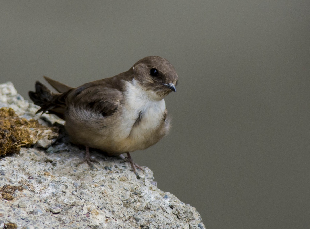 Eurasian Crag Martin