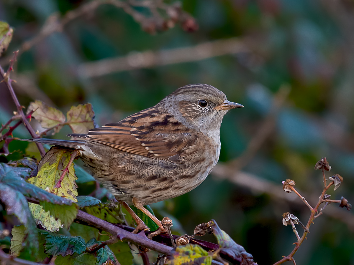 Dunnock