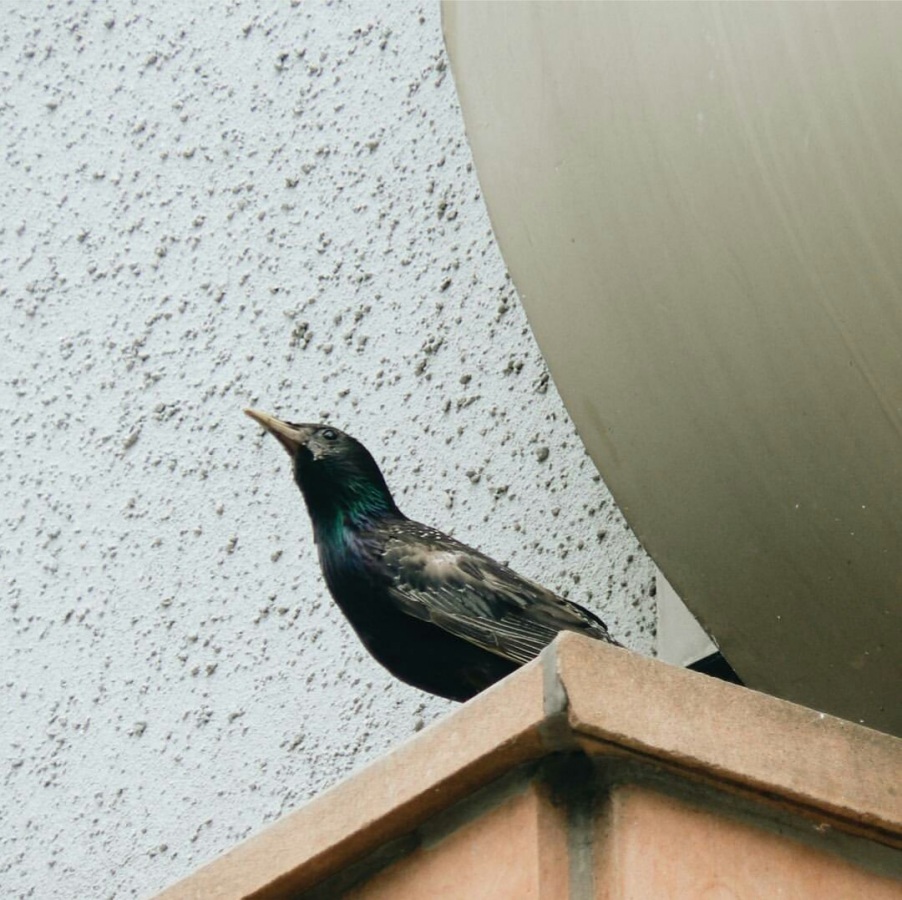 Common Starling