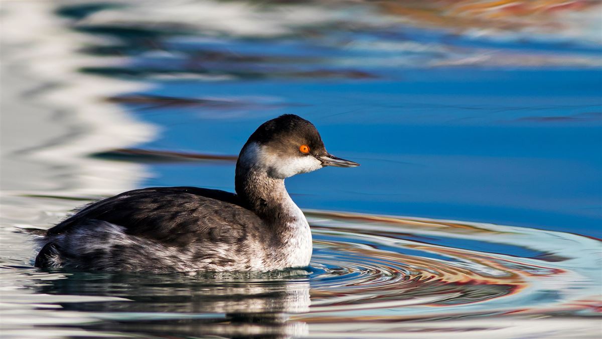 Black-necked Grebe