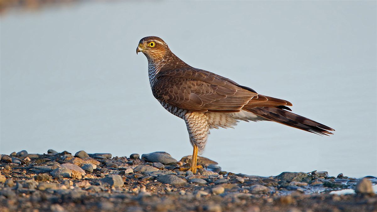 Atmaca