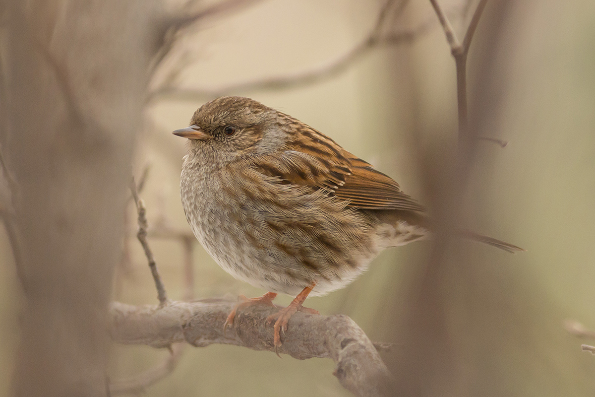 Dunnock