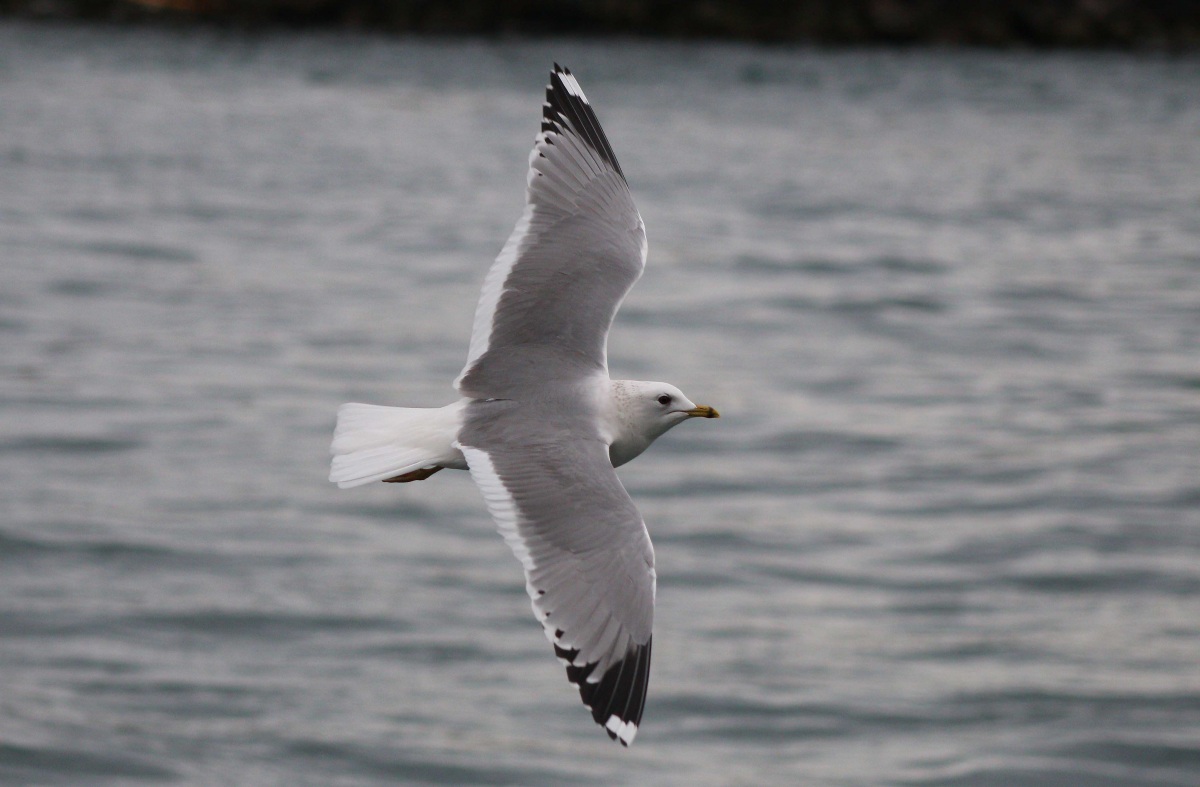 Common Gull