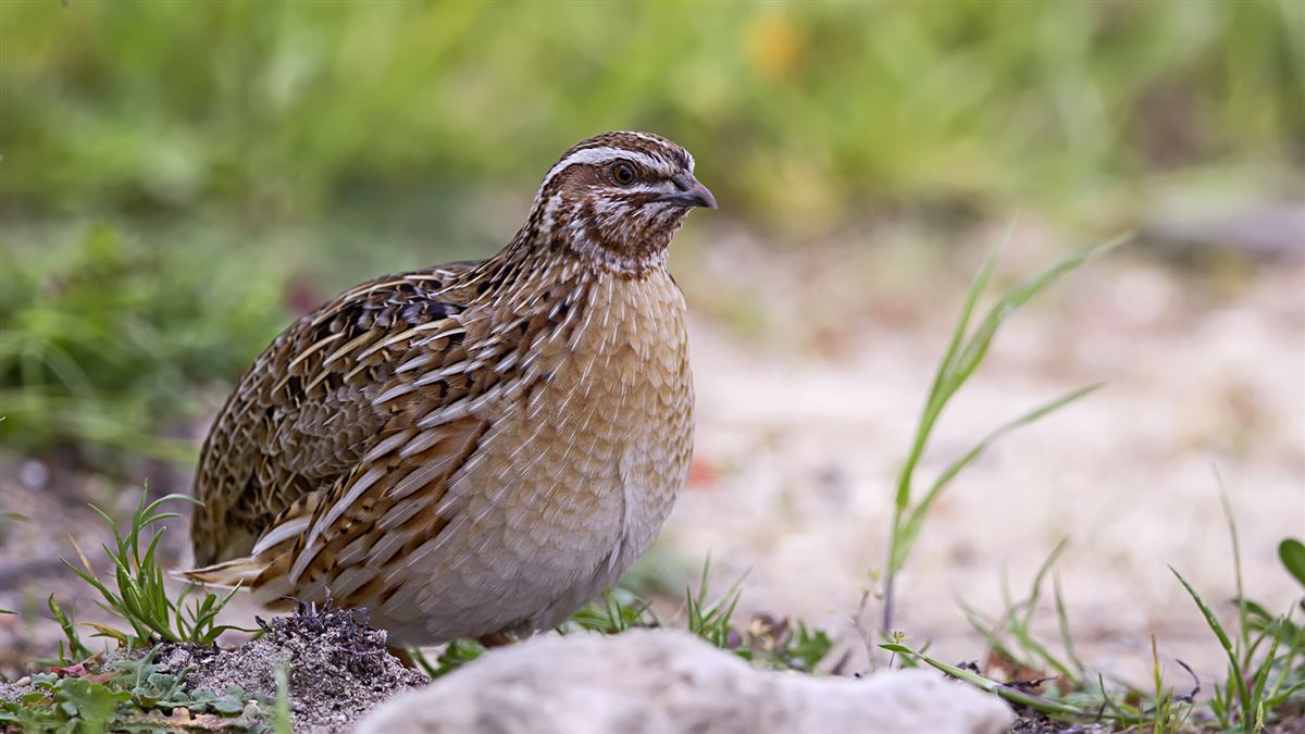 Common Quail
