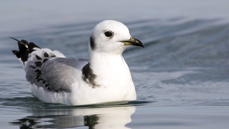 Black-legged Kittiwake
