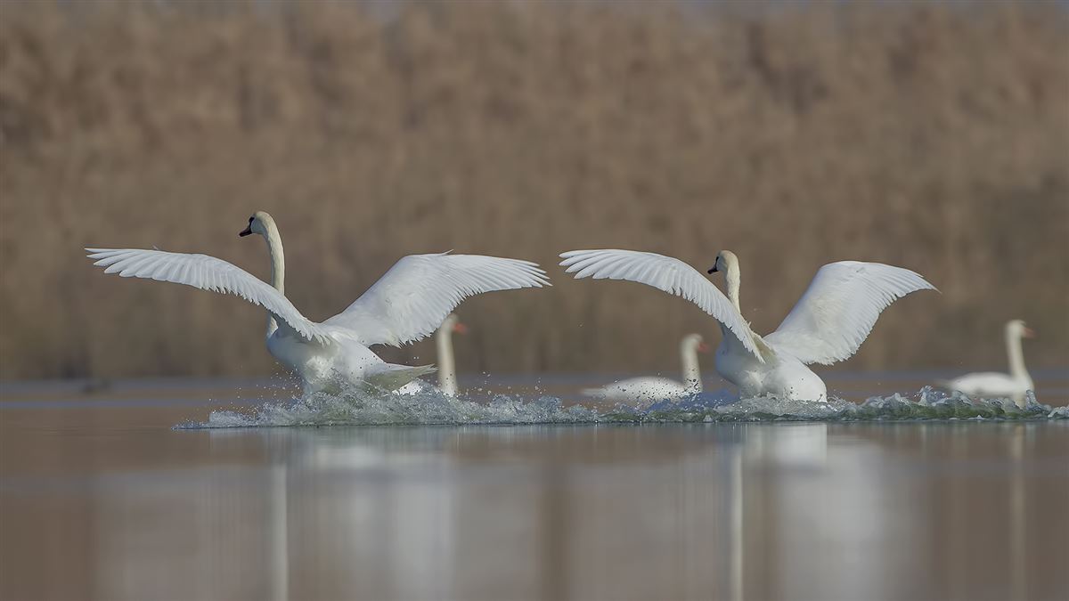 Kuğu