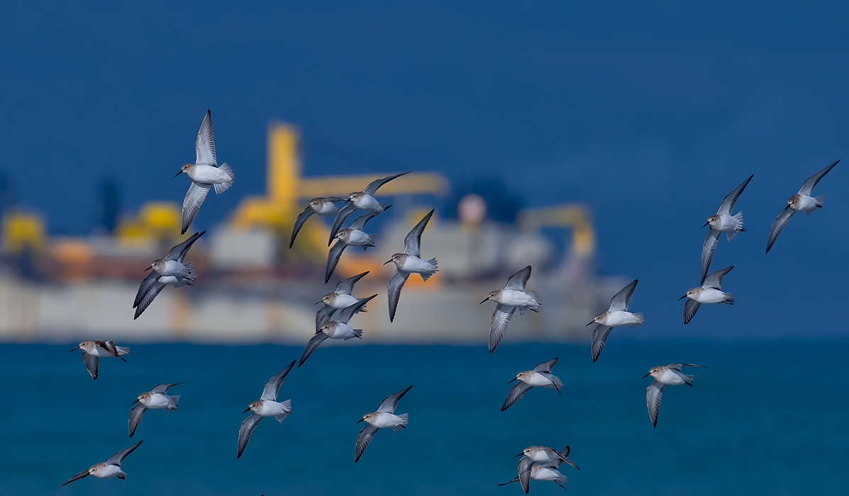 Dunlin