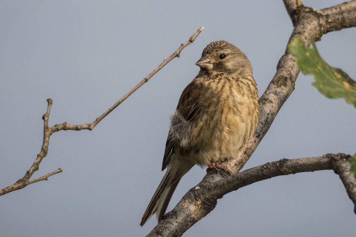 Common Linnet