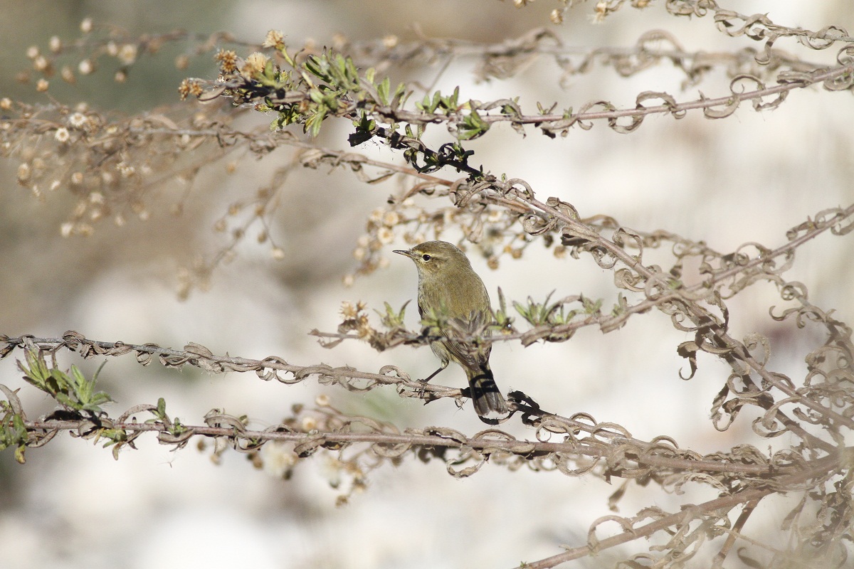 Common Chiffchaff