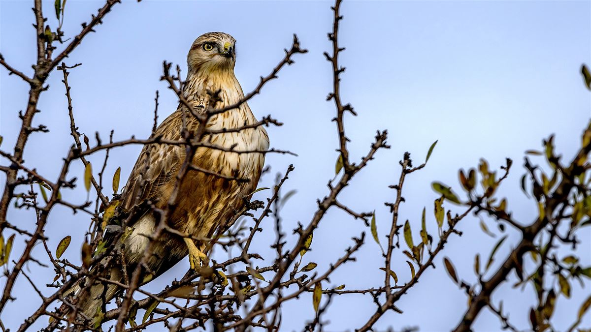 Long-legged Buzzard