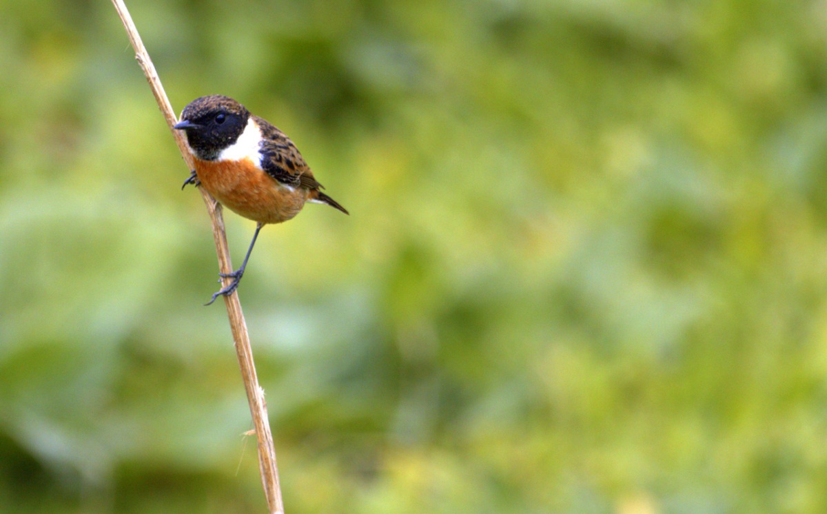European Stonechat