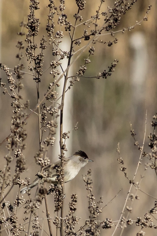 Eurasian Blackcap