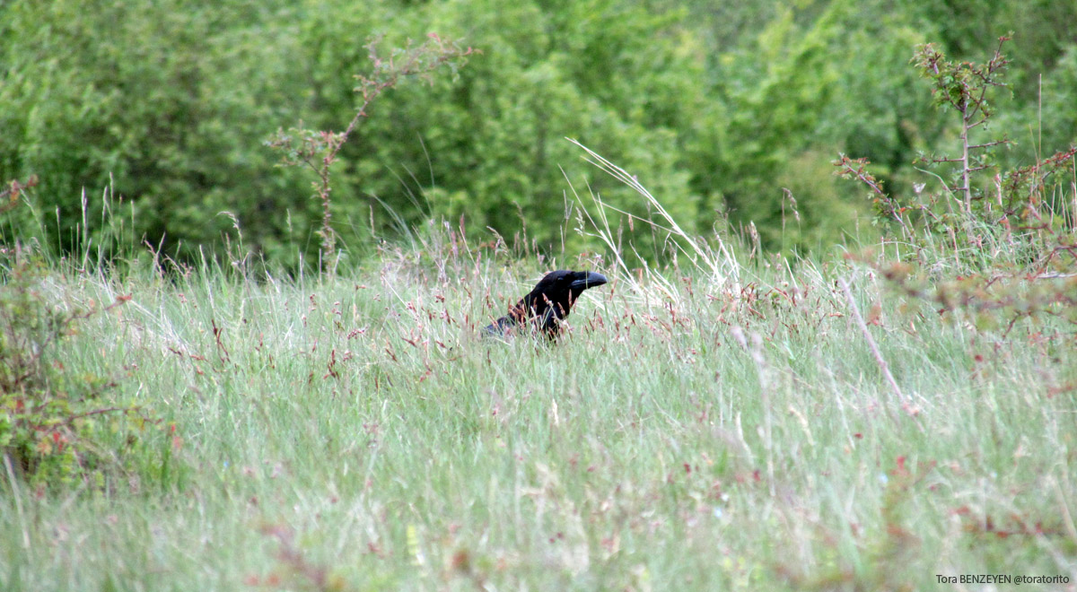 Northern Raven