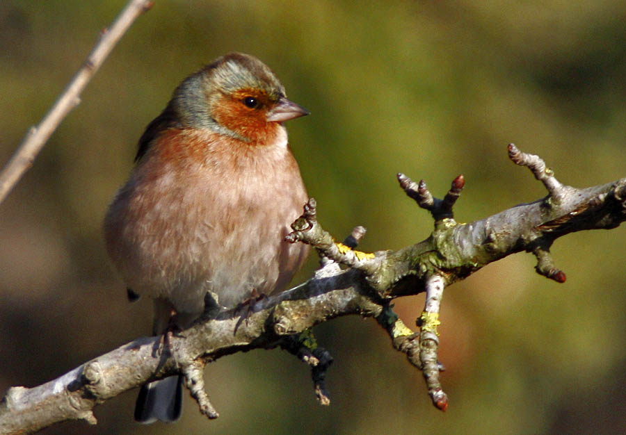 Eurasian Chaffinch