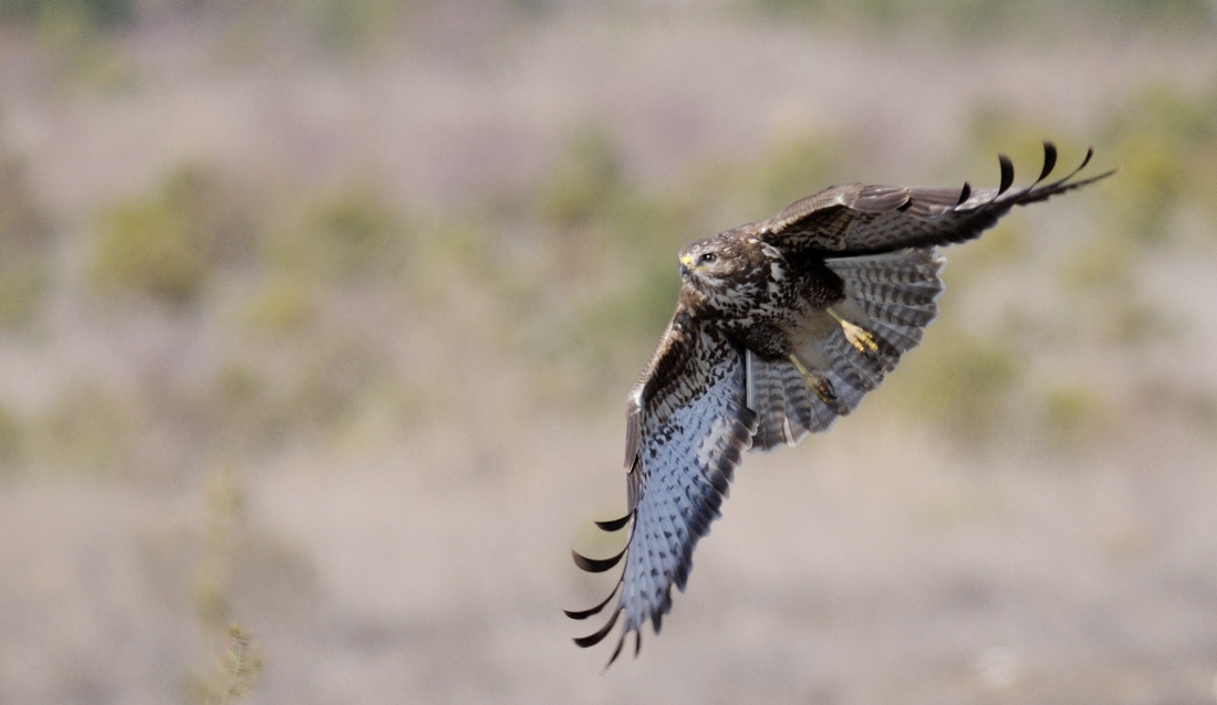 Common Buzzard