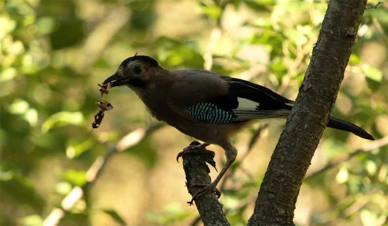 Eurasian Jay