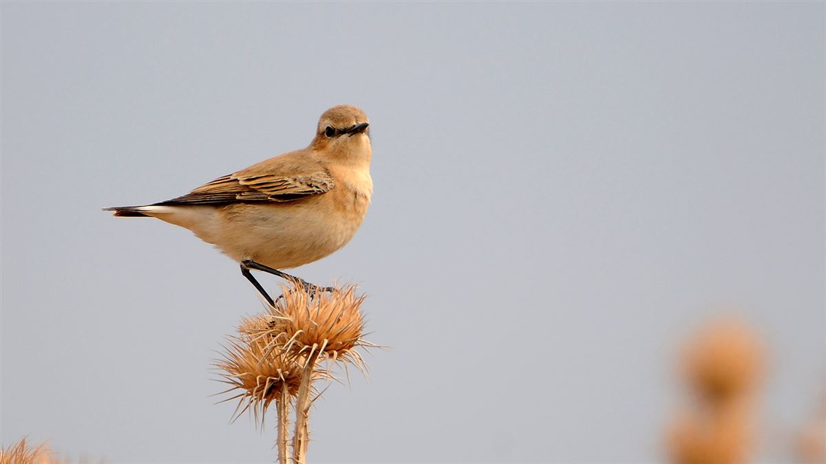 Northern Wheatear