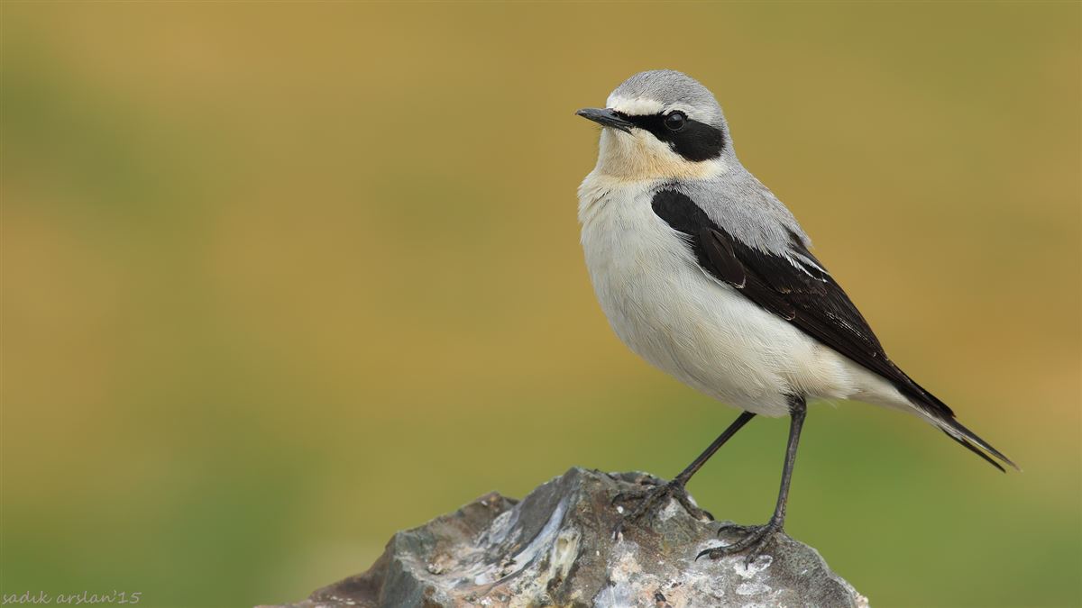 Northern Wheatear