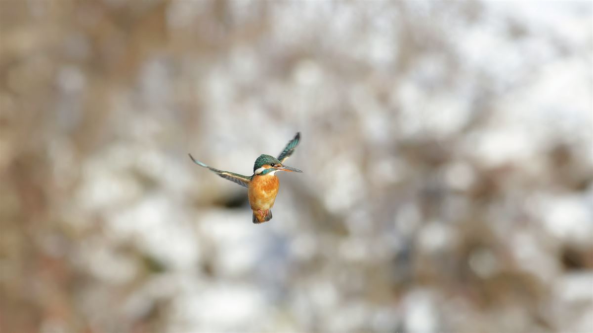 Common Kingfisher