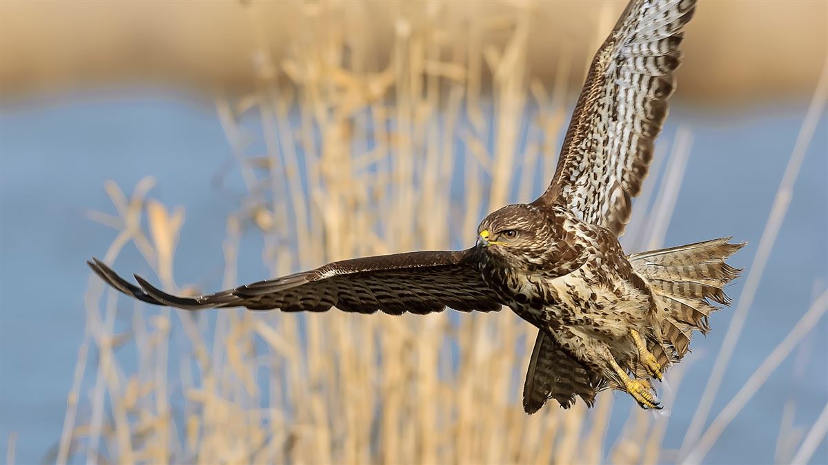 Common Buzzard