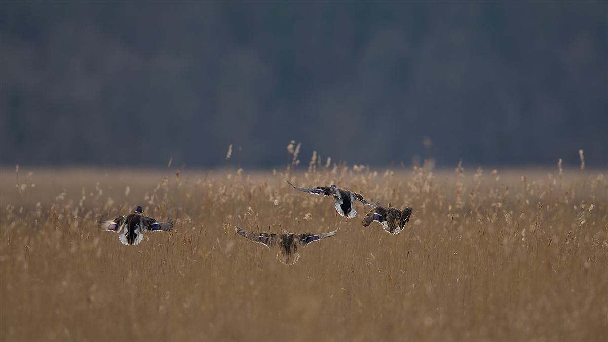 Mallard