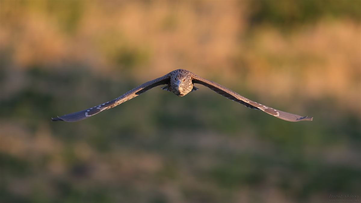 Black-crowned Night Heron