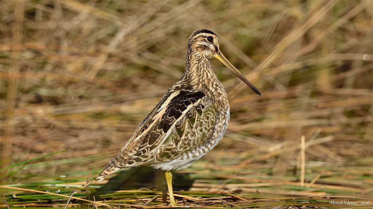 Common Snipe