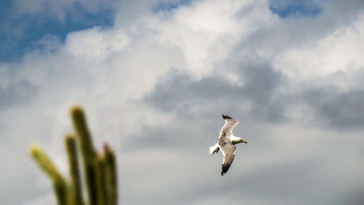Armenian Gull