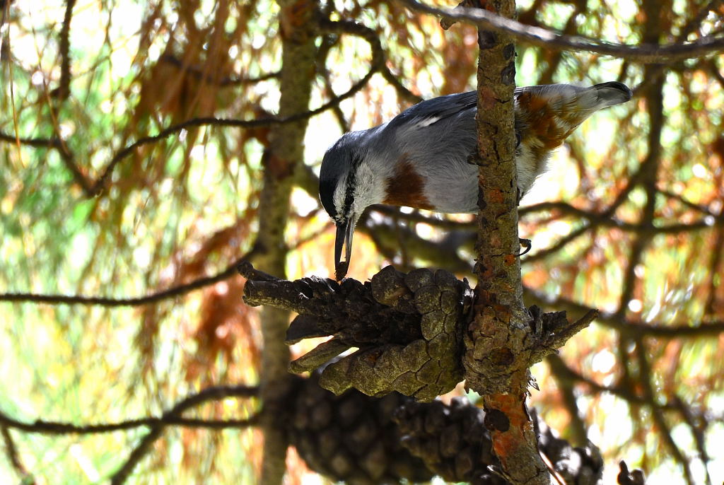 Krüper`s Nuthatch