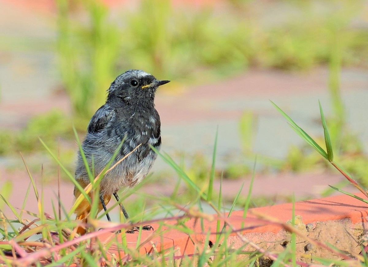 Black Redstart