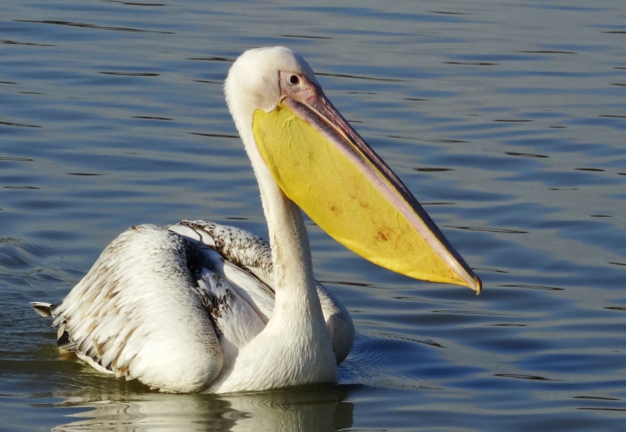 Great White Pelican