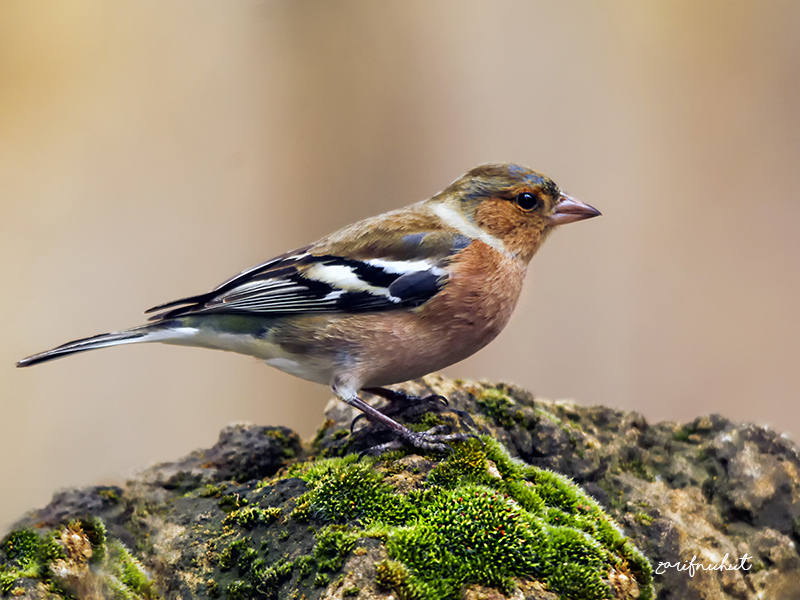Eurasian Chaffinch