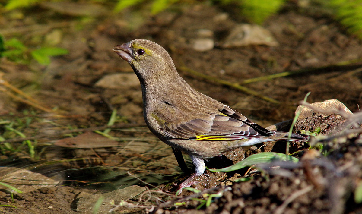 European Greenfinch