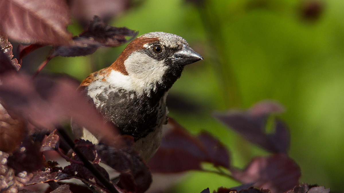 House Sparrow