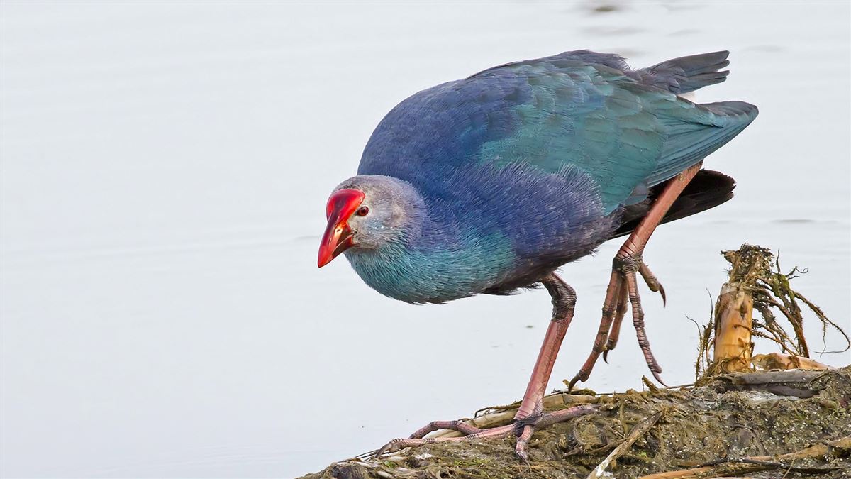 Grey-headed Swamphen