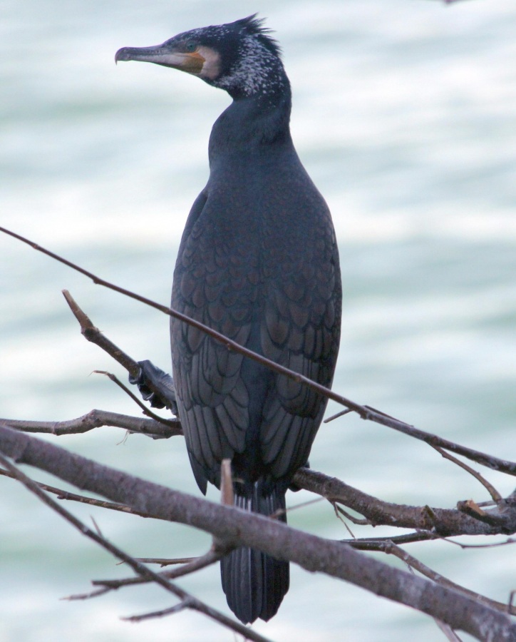 Great Cormorant