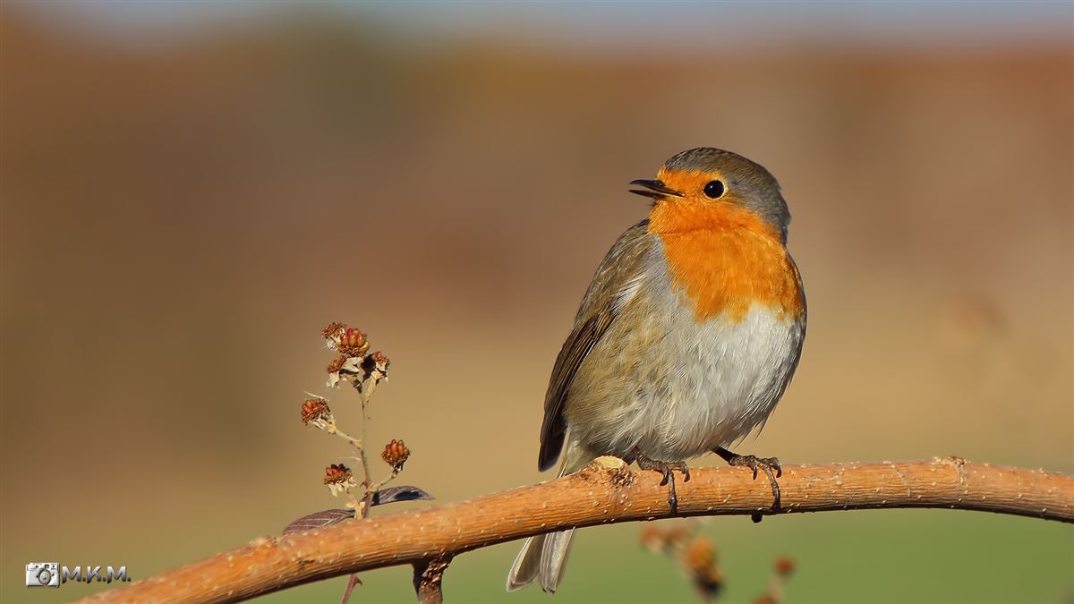 European Robin