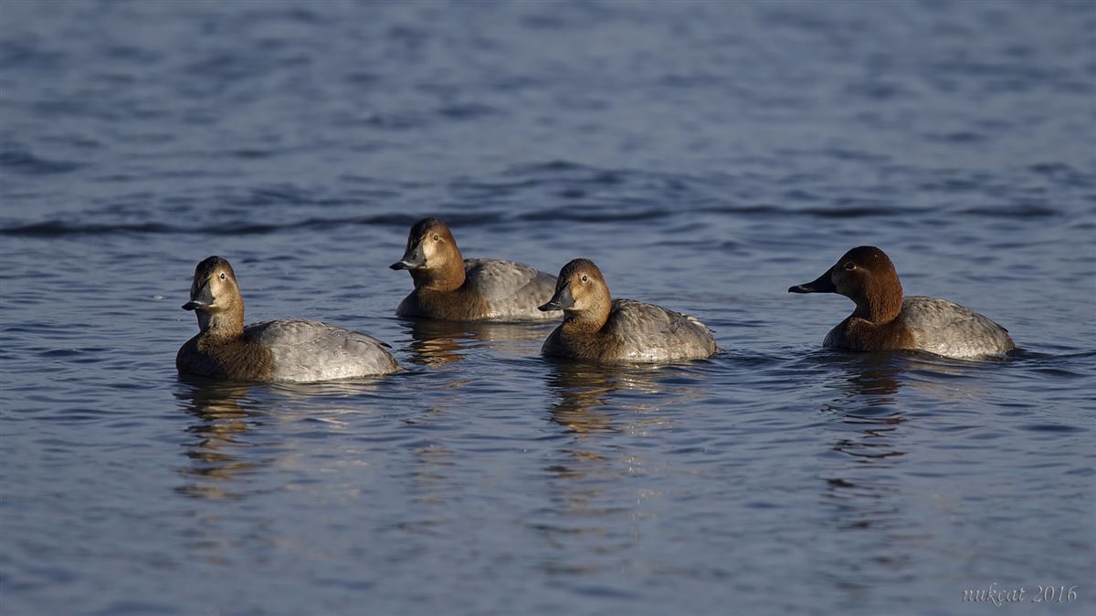 Common Pochard