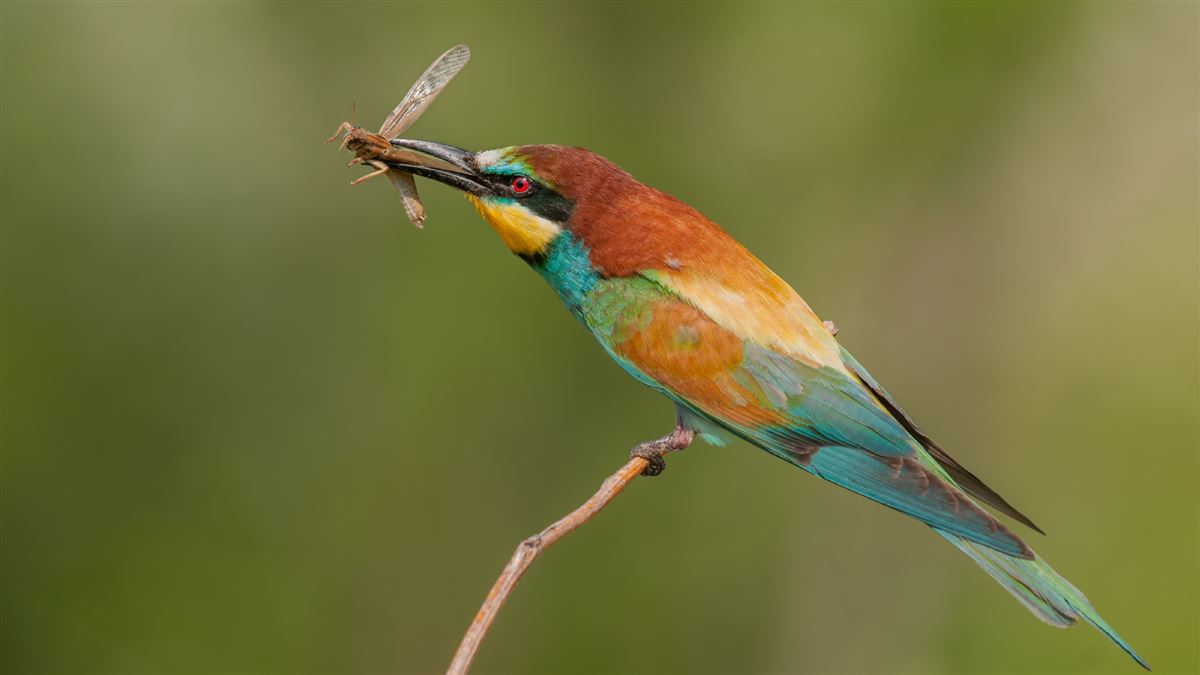 European Bee-eater