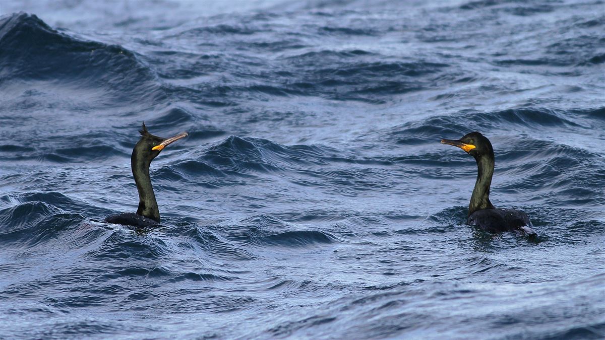 European Shag