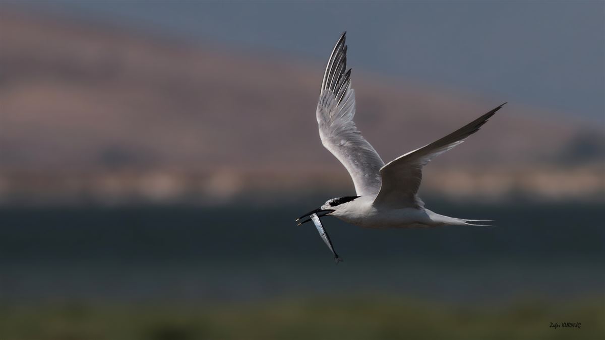 Sandwich Tern