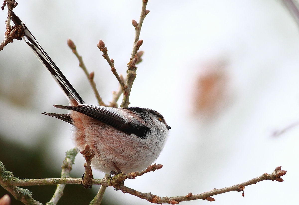 Long-tailed Tit