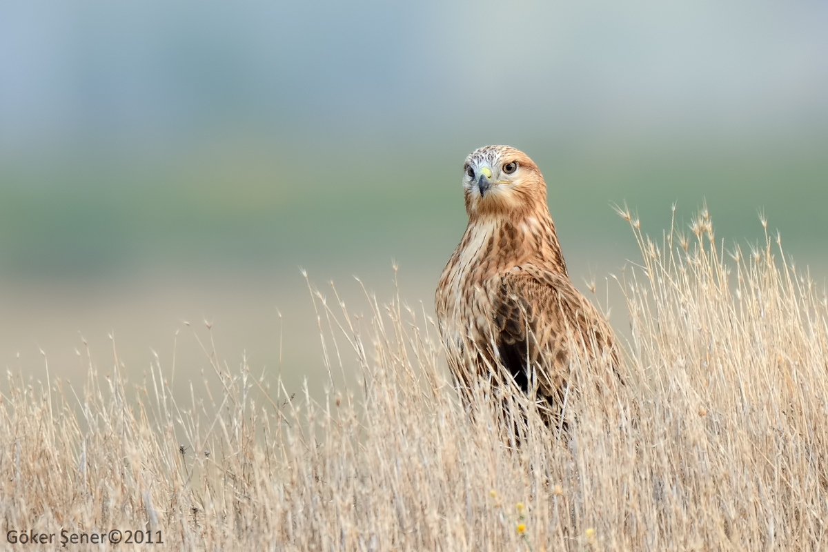 Long-legged Buzzard